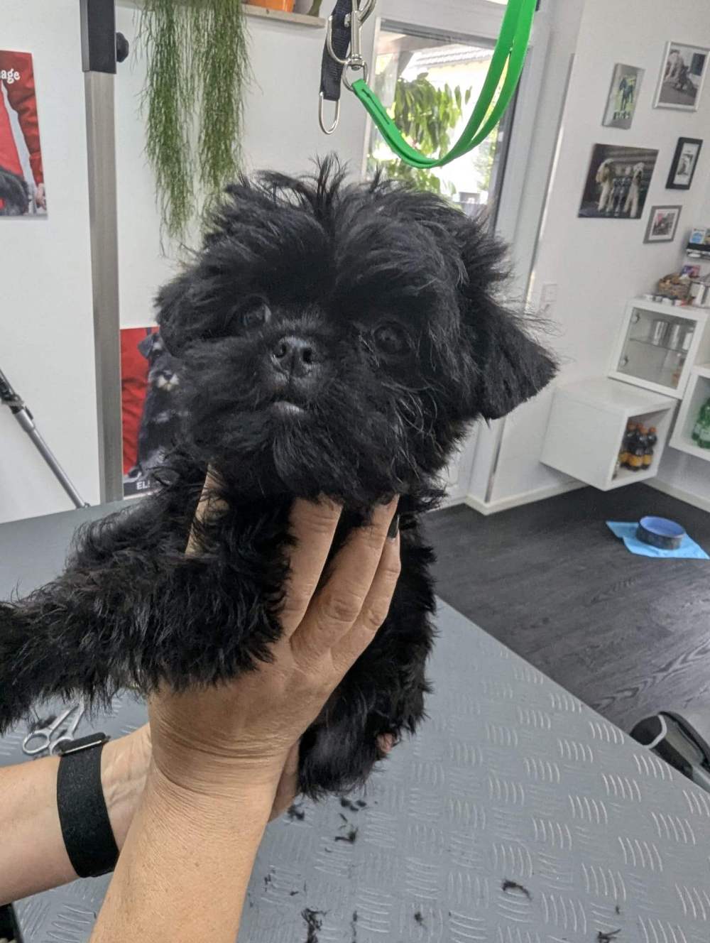 Duartii Qui-Gon Jinn