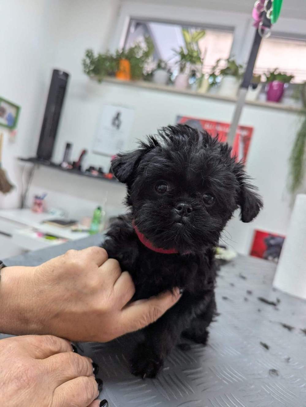 Dallenor Obi Wan Kenobi